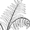 Fern Graph