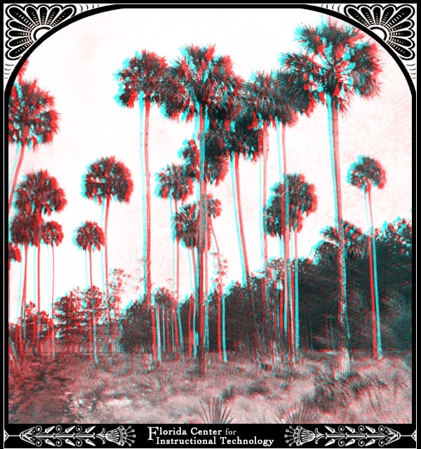 Palm Trees