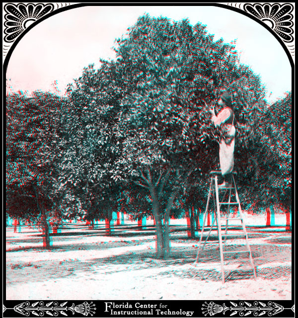 Picking Oranges