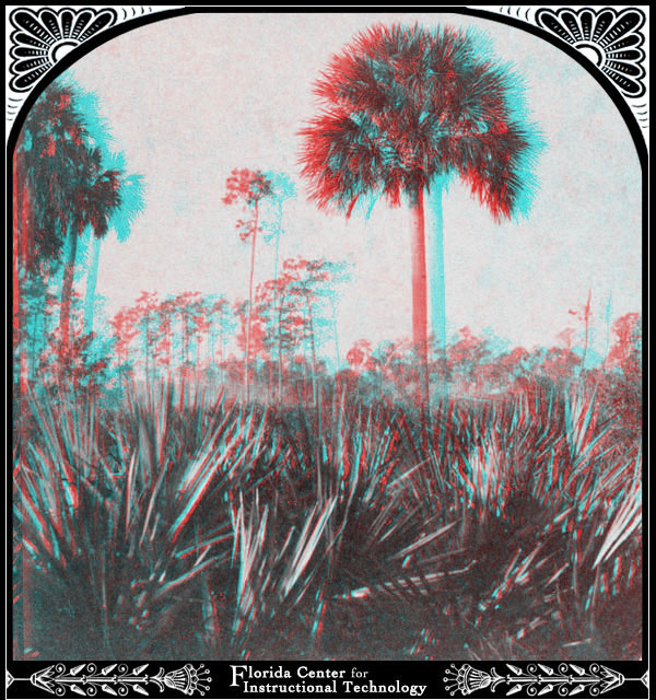 Palmetto Forest