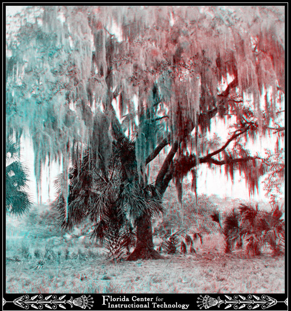 Spanish Moss