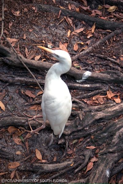 Cattle Egret
