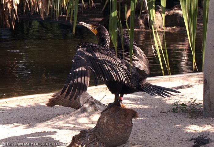 Cormorant