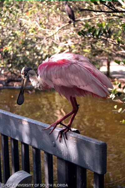 Roseate Spoonbill