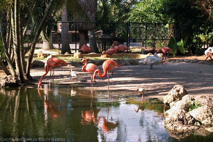 Flamingos