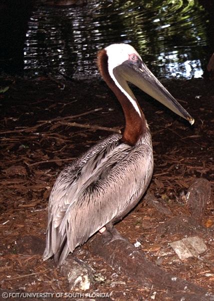 Pelican