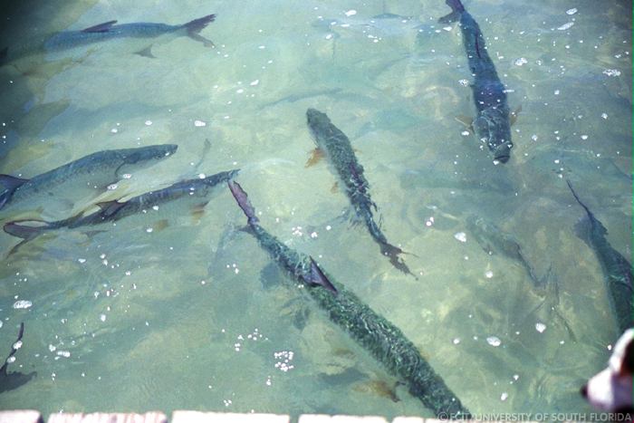 Ladyfish Tarpons