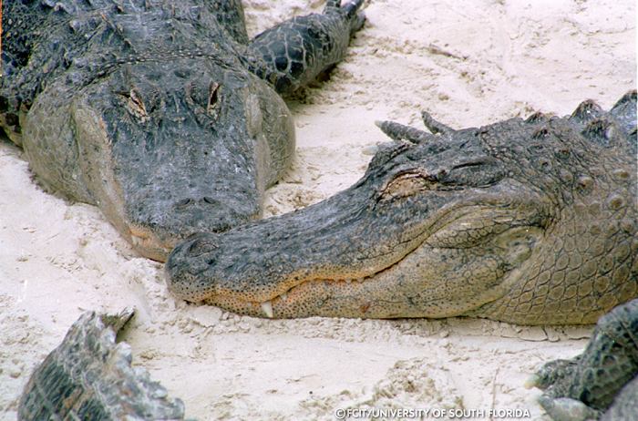 Alligators in the sand