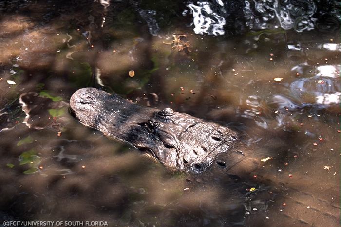 Alligator