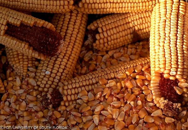 Corn