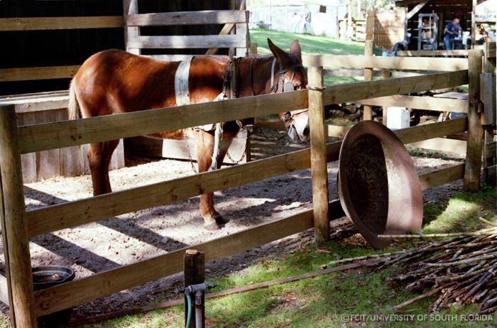Mule