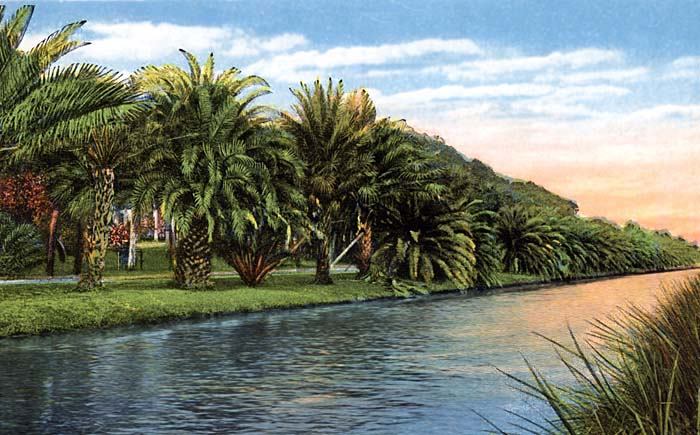Palms
