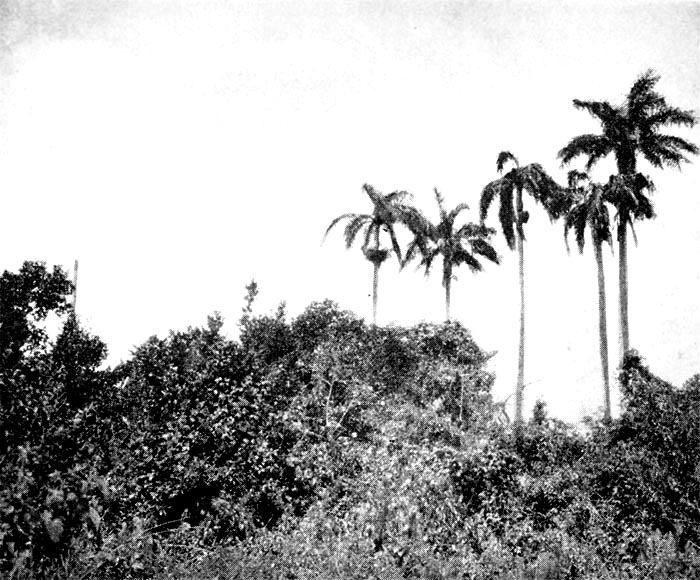 Royal Palm State Park