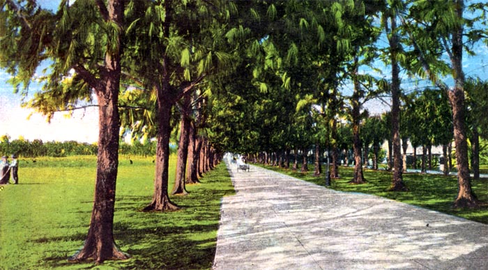 Australian Pine Walk