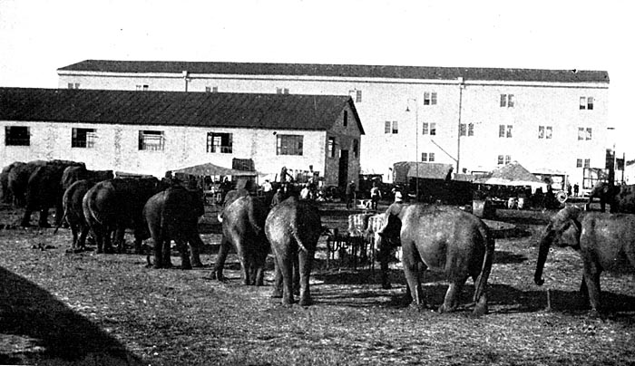 Elephants, Sarasota, Florida