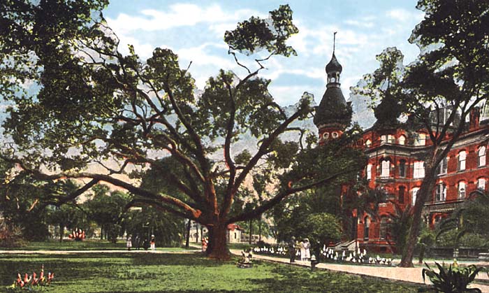Old DeSoto oak
