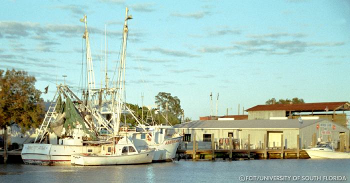 Sponge boats