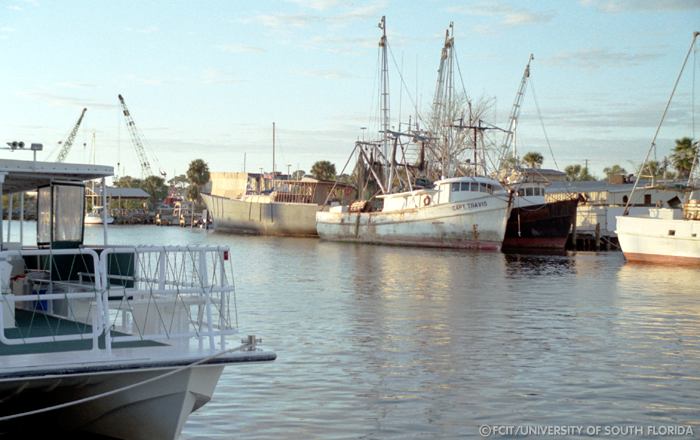 Sponge boats
