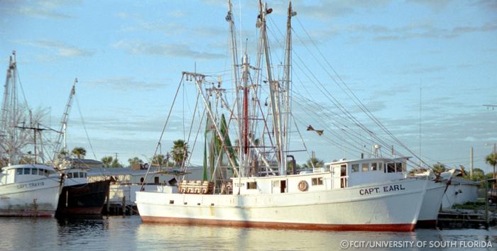 Sponge boats