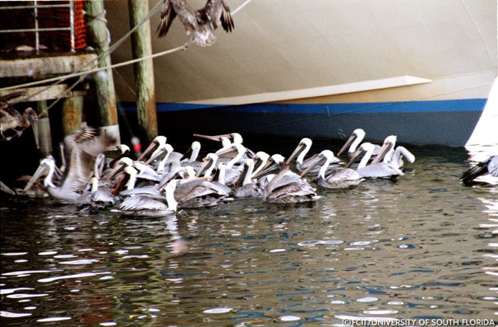 Pelicans