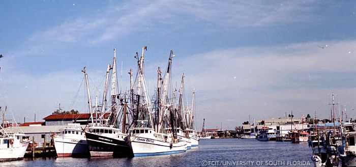 Sponge boat
