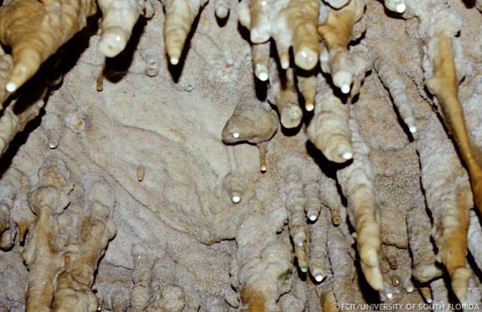 Roof of the cave