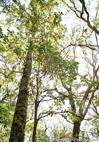 Trees along the park