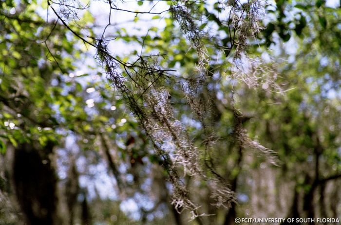 Spanish moss