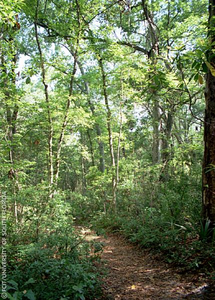 View of the nature trail