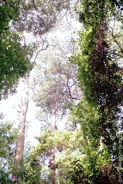 Trees along the park