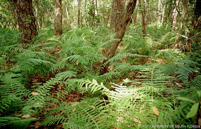 Ferns