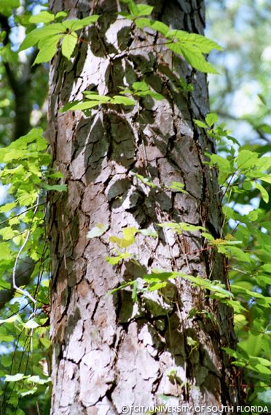 Pine tree bark