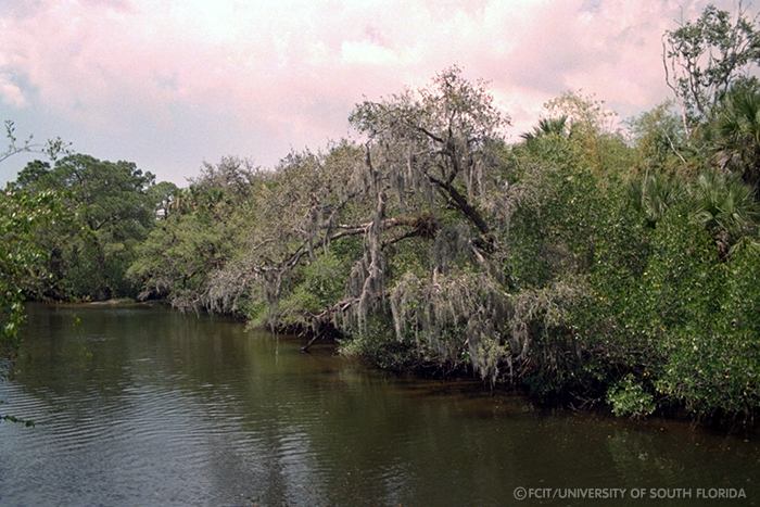 View of the river