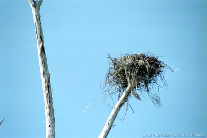 Bird's nest