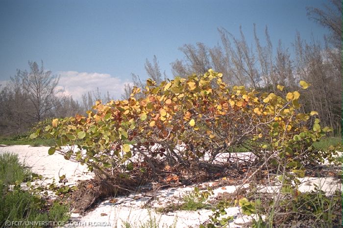 Sea grapes