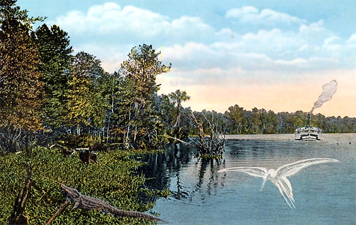 Rounding a Bend, St. Johns River, Florida