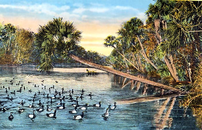 Wild Ducks, St. Johns River, Florida