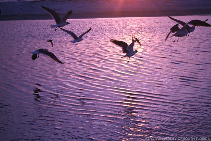 Birds