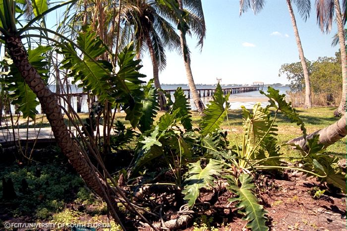 Palm trees and plants