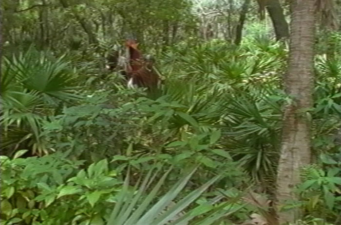 Spanish Soldiers in Dense Forest