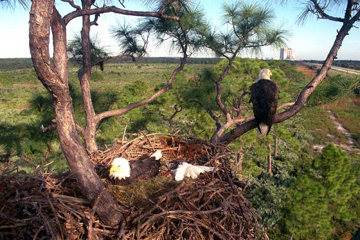 Southern Bald Eagles