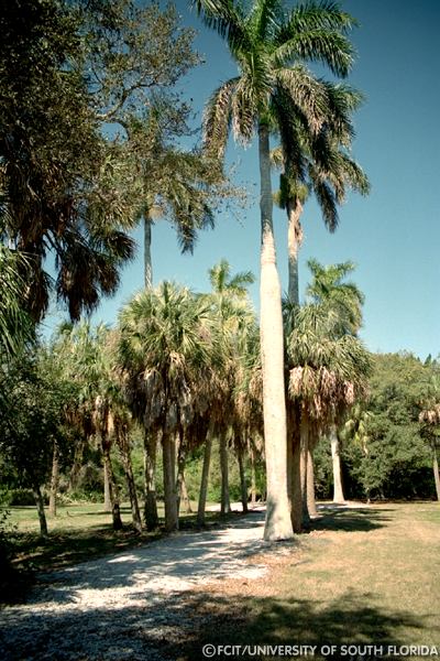 Royal Palms