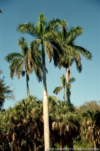 Royal Palms