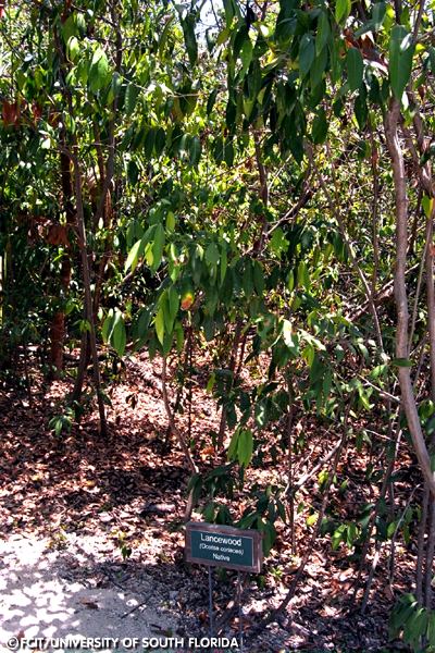 Lancewood