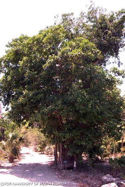 Strangler Fig