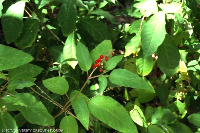 Firebush berries