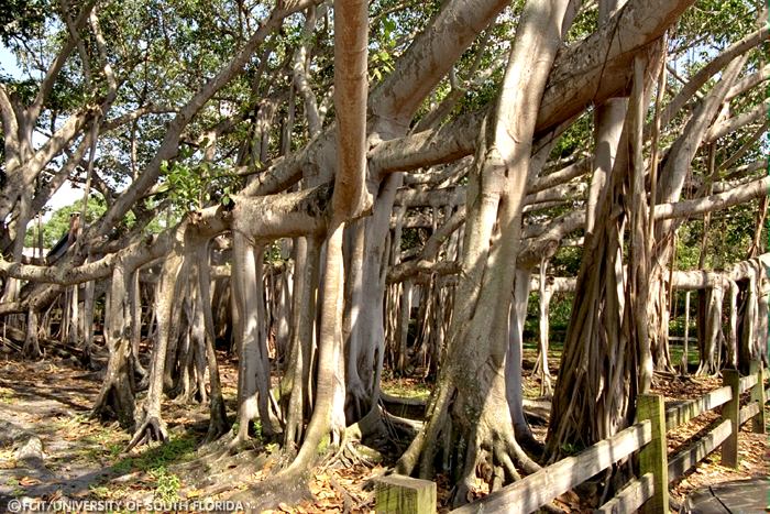 Banyan trees