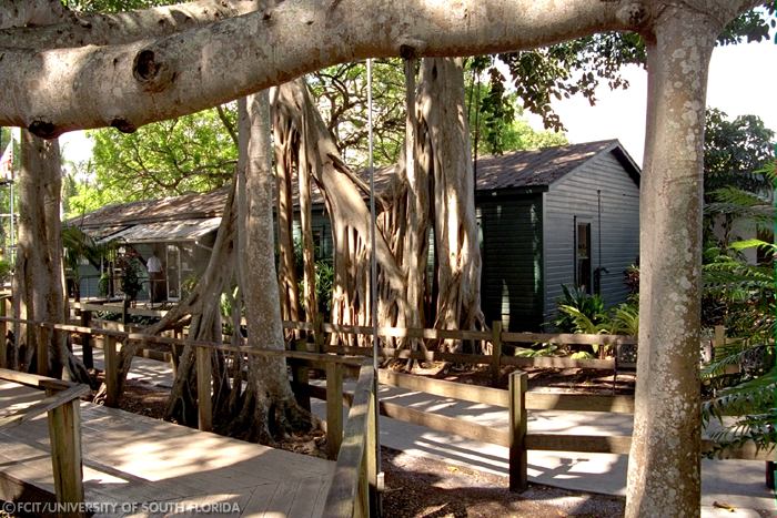 Banyan trees