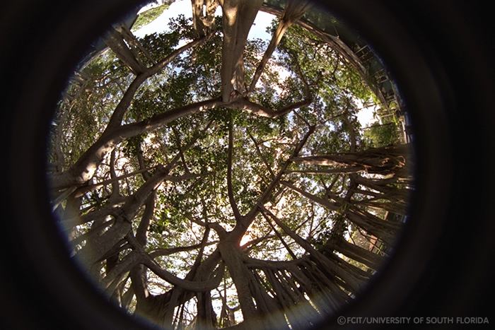 Banyan trees