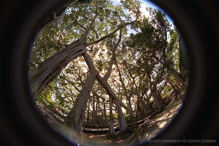 Banyan trees
